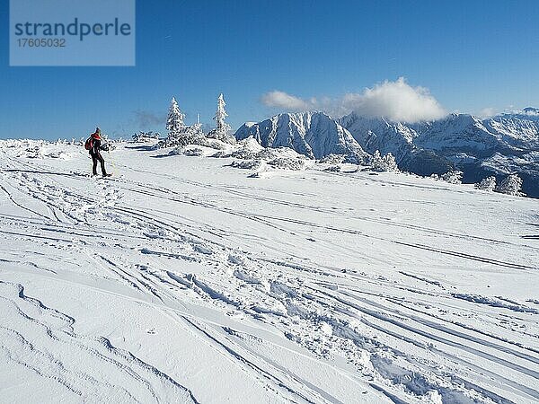 Blauer Himmel über Winterlandschaft  Schneeschuhwanderin am Hochplateau am Lawinenstein  Tauplitzalm  Steiermark  Österreich  Europa