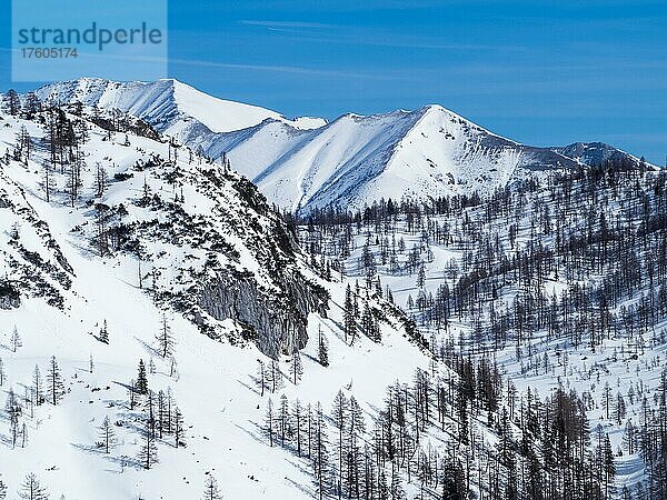 Winterlandschaft  karge Bäume und verschneite Berggipfel  Tauplitzalm  Steiermark  Österreich  Europa