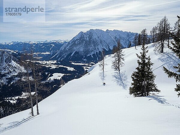 Winterlandschaft  karge Bäume und verschneite Berggipfel  Tauplitzalm  Steiermark  Österreich  Europa