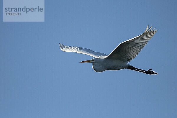 Silberreiher (Casmerodius albus)  im Flug  Gegenlicht  Bergsenkungsgebiet  Bottrop  Ruhrgebiet  Nordrhein-Westfalen  Deutschland  Europa