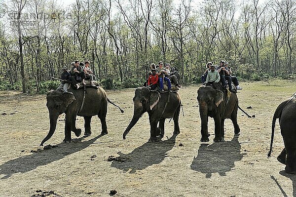 Elefantenführer  Touristen  Asiatischer Elefant (Elephas maximus)  Elefantensafari im Chitwan Nationalpark  Nepal  Asien