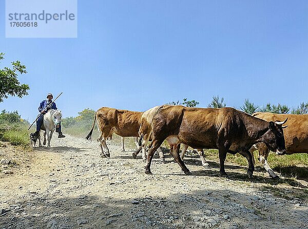 Ein Vaquero mit seinen Kühen auf der Weide in Galicien auf dem Camino Frances des Jakobsweges  Galicien  Spanien  Europa
