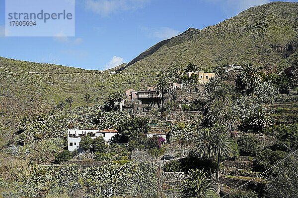 Bergdorf Masca Im Teno-Gebirge  Masca  Masca  Teneriffa  Spanien  Europa