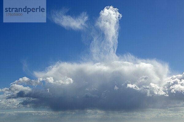 Ungewöhnliche turmförmige Regenwolke  Cumuluswolke (cumulus) am blauen Himmel  England  UK