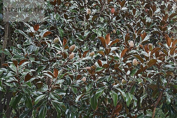 Immergrüne Magnolie (Magnolia grandiflora)  Früchte und Laub  Virginia  Vereinigte Staaten