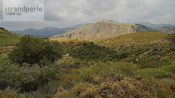 Frühling auf Kreta  grüne Sträucher  Ginsterbusch  karger Hügel  wolkiger Himmel  Westkreta  Insel Kreta  Griechenland  Europa