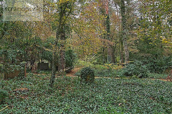 Herbst auf dem Wilmersdorfer Waldfriedhof in Stahnsdorf  verwilderter Friedhof  Landkreis Potsdam-Mittelmark  Brandenburg  Deutschland  Europa