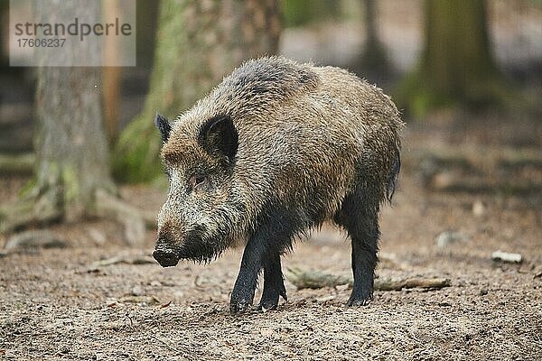 Wildschwein (Sus scrofa) in einem Wald  Bayern  Deutschland  Europa