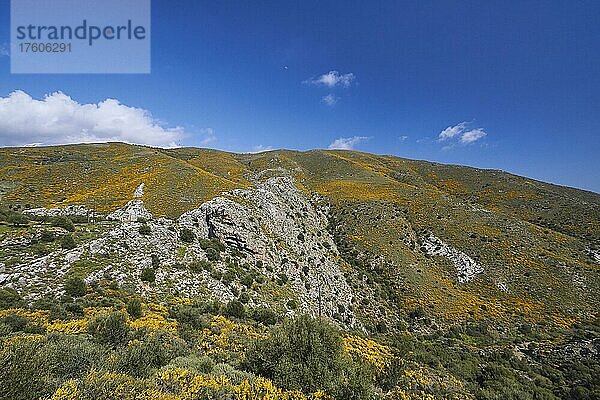 Frühling auf Kreta  Ginsterbüsche  Felsen  Frühlingswiese  Berghang  Myrtos  Südküste  Ostkreta  Insel Kreta  Griechenland  Europa