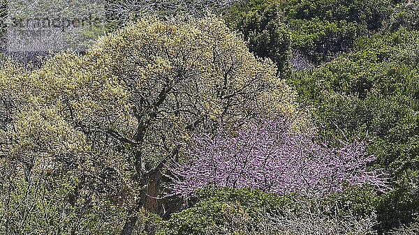 Frühling auf Kreta  Baum grün  Baum violett  Bergdorf  Milia  Westkreta  Insel Kreta  Griechenland  Europa