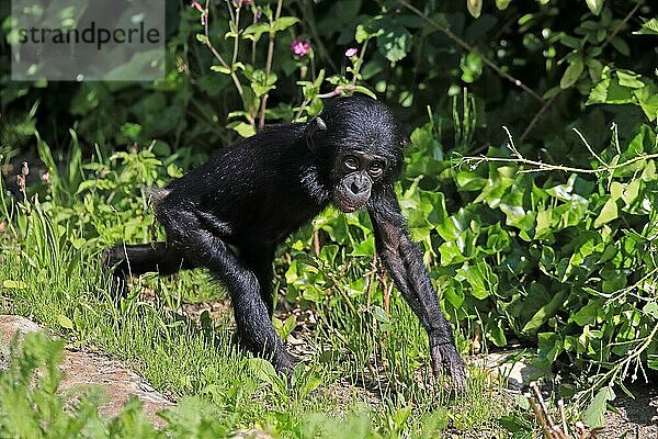 Bonobo  Zwergschimpanse (Pan Paniscus)  Jungtier  Nahrungssuche  laufend  auf Boden  captive  Kongo  Afrika