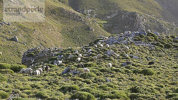 Frühling auf Kreta  grüner Hügel  Schafe  Thripti  Ostkreta  Insel Kreta  Griechenland  Europa