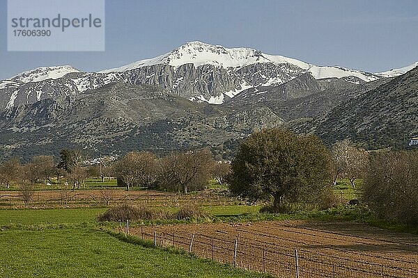 Frühling auf Kreta  Hochebene  Wiese  Feld  Bäume  schneebedeckte Berge  Blauer Himmel  Dikte Massiv  Lassithi  Ostkreta  Insel Kreta  Griechenland  Europa