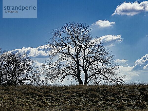 Baum an den Elbauen bei Wust-Fischbeck  Landkreis Stendal  Sachsen-Anhalt  Deutschland  Europa