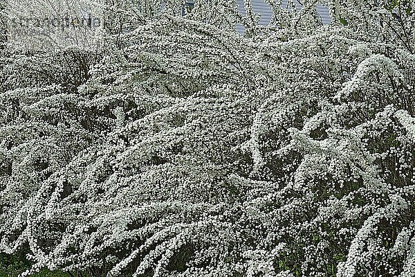 Brautkranz-Spirea (Spiraea prunifolia)  Strauch in Blüte  Blumen  Nahaufnahme  Virginia  Vereinigte Staaten