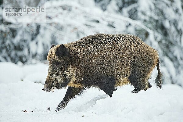 Wildschwein (Sus scrofa) in einem verschneiten Wald im Winter  Bayern  Deutschland  Europa