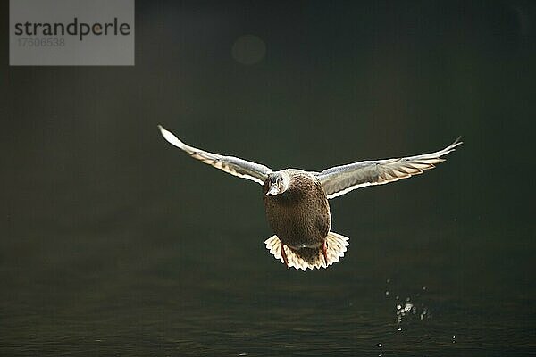 Stockente (Anas platyrhynchos)  weiblich  Landung auf einem See  Bayern  Deutschland  Europa