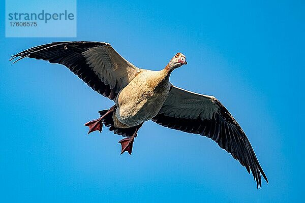 Eine Nilgans im Flug  Ümminger See  Bochum  Nordrhein-Westfalen  Deutschland  Europa