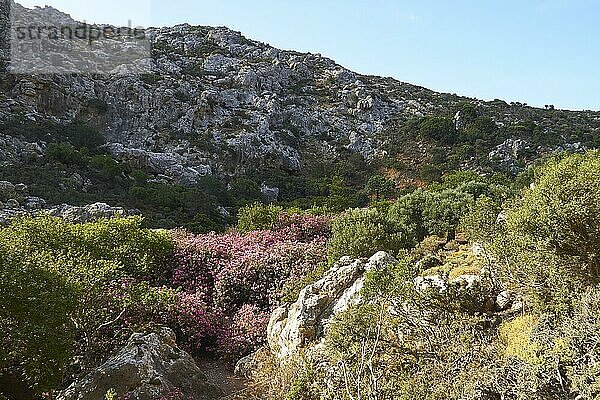 Frühling auf Kreta  Oleander (Nerii) Busch  grüne Sträucher links und rechts davon  grauer Steinhang  hellblauer wolkenloser Himmel  Tal der Toten  Schlucht von Zakros  Zakros  Ostkreta  Insel Kreta  Griechenland  Europa