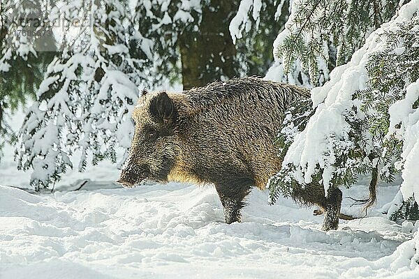 Wildschwein (Sus scrofa) in einem verschneiten Wald im Winter  Bayern  Deutschland  Europa