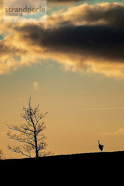 Ein Kranich steht allein auf einem Feld bei Sonnenuntergang  Müritz Nationalpark  Mecklenburg-Vorpommern  Deutschland  Europa