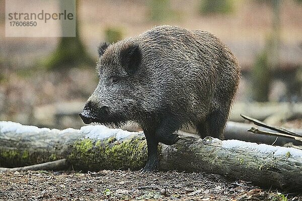 Wildschwein (Sus scrofa) in einem Wald  Bayern  Deutschland  Europa
