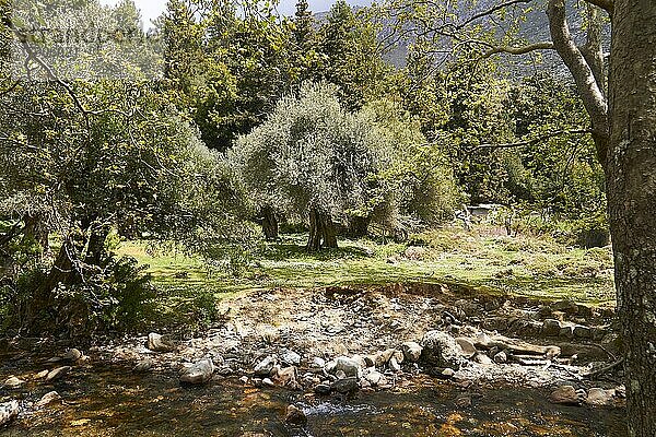 Frühling auf Kreta  Olivenbaum (Oliva) in Bildmitte  Bach und Baum  Agia Irini Schlucht  Südwest-Kreta  Insel Kreta  Griechenland  Europa