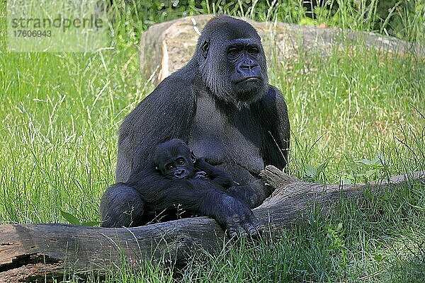 Westlicher Gorilla (Gorilla gorilla)  adult  weiblich  Mutter  Jungtier  Baby  Sozialverhalten  sitzend  auf Boden  captive  westliches Afrika