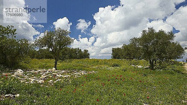 Frühling auf Kreta  kleine grüne Bäume auf Frühlingswiese mit roten Blumen  dunkelblauer Himmel mit weißen Quellwolken  Ausgrabungsstätte  Aptera  Westkreta  Insel Kreta  Griechenland  Europa