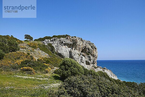 Frühling auf Kreta  Ginsterbüsche  Felsen  Frühlingswiese  blaues Meer  Blauer Himmel  Myrtos  Südküste  Ostkreta  Insel Kreta  Griechenland  Europa