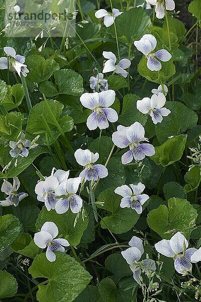 Gewöhnliches Blaues Veilchen (Viola sororia)  Blumen  Nahaufnahme  Virginia  Vereinigte Staaten