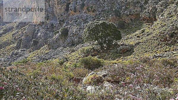 Frühling auf Kreta  Oleander (Nerii) Busch   kleiner grüner Baum in Bildmitte  grüne Sträucher ringsherum  grau-beige Wand der Schlucht  Tal der Toten  Schlucht von Zakros  Zakros  Ostkreta  Insel Kreta  Griechenland  Europa