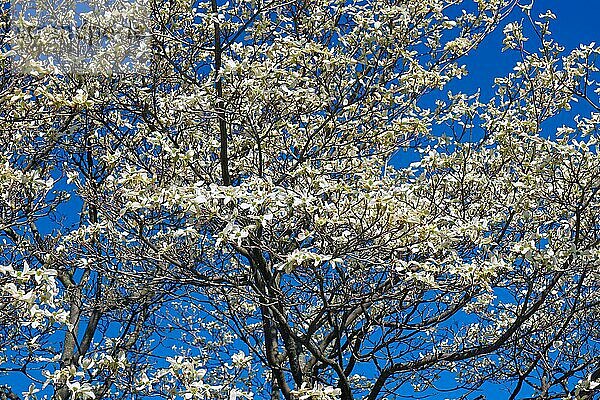 Blüten-Hartriegel (Cornus florida)  Baum in Blüte  weiße Form  Virginia  Vereinigte Staaten