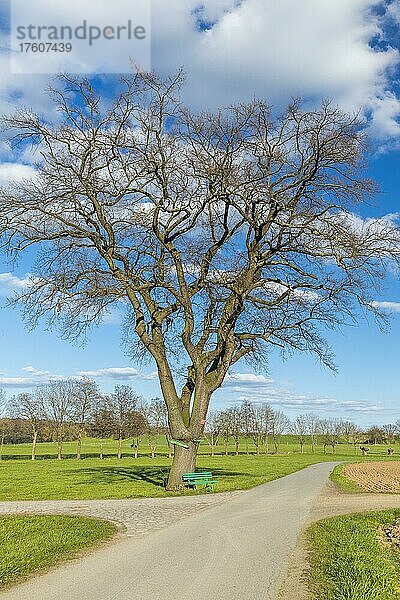 Große Eiche an Straßenkreuzung mit Sitzbank und Feldwegen  Diera-Zehren  Landkreis Meißen  Sachsen  Deutschland  Europa