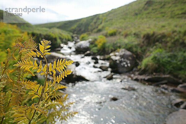 Schöne irische Landschaft mit Bach entlang des Wild Atlantic Way. Dingle  Kerry  Irland  Europa