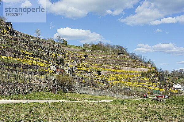 Blühendes Berg-Steinkraut (Alyssum montanum) an Mauern im Weinberg  Weinberge am Niederauer Dorfbach und den Katzenstufen  Meißen  Sachsen  Deutschland  Europa