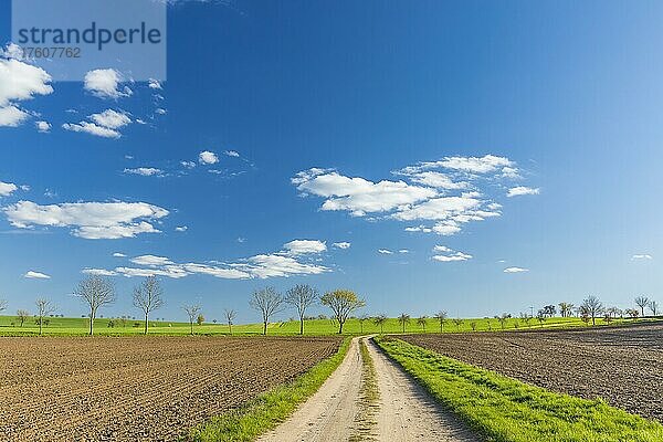 Feldweg und blauer Himmel mit weißen Wolken bei Diera-Zehren  Landkreis Meißen  Sachsen  Deutschland  Europa