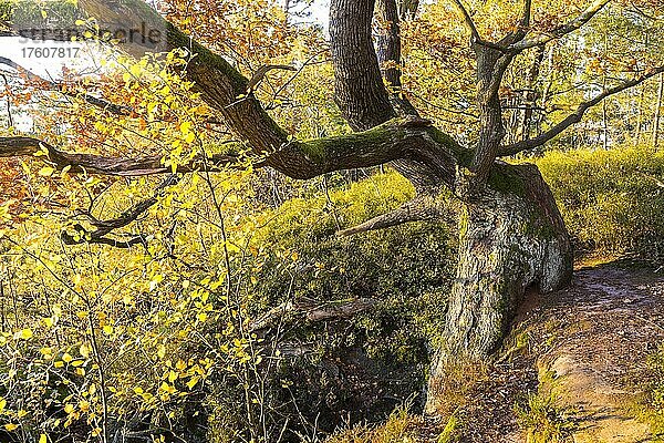 Alte Eiche (Quercus) nahe am Abgrund mit Laubfärbung  Herbst  Pfaffenstein  Nationalpark Sächsische Schweiz  Sachsen  Deutschland  Europa