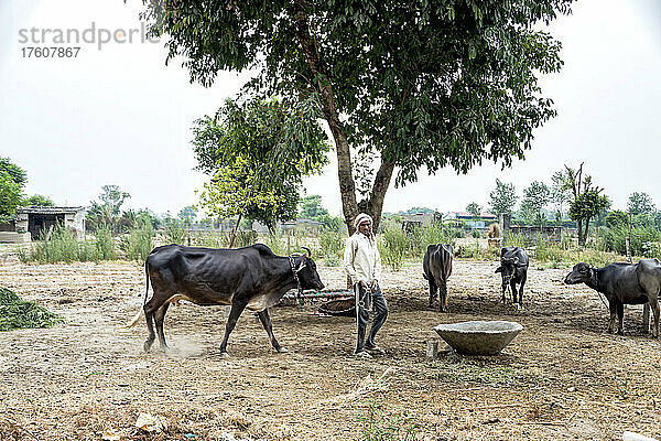 Mann mit Vieh auf einem Bauernhof in Indien; Dorf Nagli Noida  Uttar Pradesh  Indien