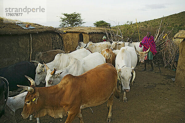 Rinder  die in den Schutz der eingezäunten Manyatta getrieben werden  in der Nähe des Sekanani-Tors am östlichen Ende des Maasai Mara Wildreservats; Kenia