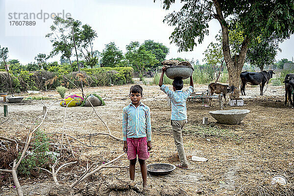 Kinder arbeiten auf einem Familienbetrieb mit angebundenen Murrah-Büffeln (Bubalus bubalis) im Hintergrund; Dorf Nagli  Noida  Uttar Pradesh  Indien