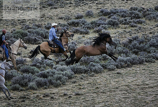 Ein wilder Hengst versucht  während einer Versammlung des Bureau of Land Management vor Cowboys zu fliehen; Rock Springs  Wyoming  Vereinigte Staaten von Amerika