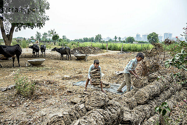 Kinder bei der Arbeit mit getrockneten Dungfladen auf einem Familienbetrieb mit angebundenen Rindern im Hintergrund; Dorf Nagli  Noida  Uttar Pradesh  Indien
