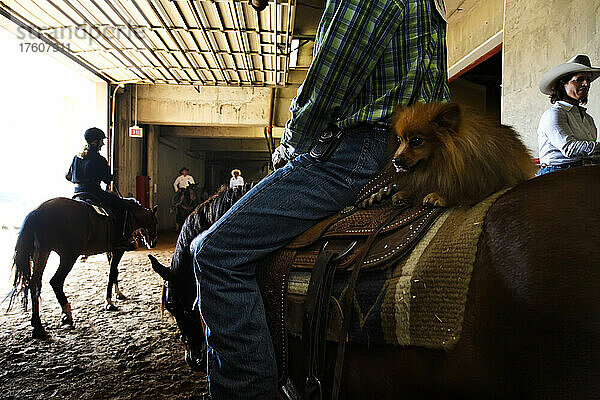 Hund sitzt auf dem Rücken eines Pferdes bei der Extreme Mustang Makeover; Fort Worth  Texas  Vereinigte Staaten von Amerika