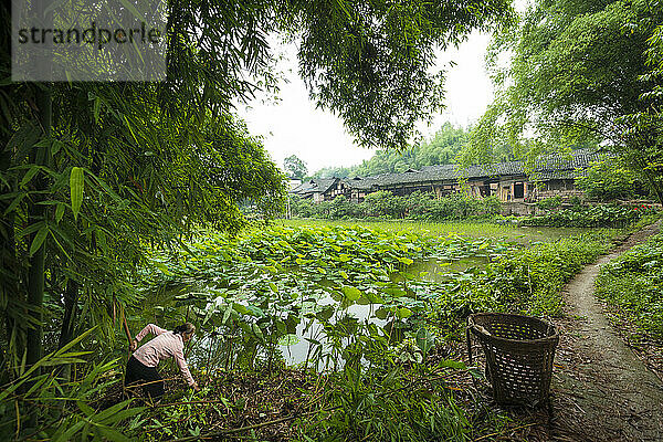 Frau bei der Erntearbeit neben einem Teich und einem traditionellen Haus unter Riesenbambus in Sichuan  China; Yibin Shi  Sichuan  China