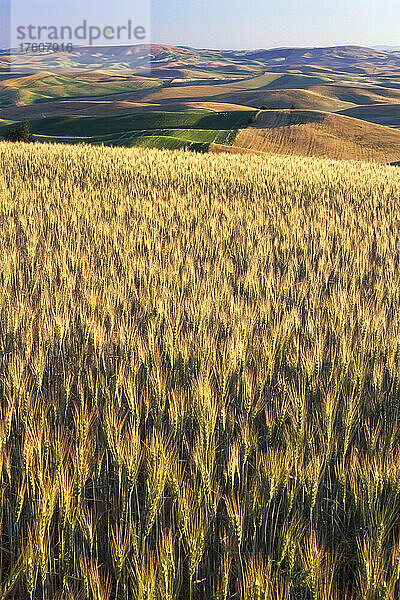 Weizenfeld im Vordergrund mit Ackerland in der weiten hügeligen Landschaft in der Ferne; Palouse  Washington  Vereinigte Staaten von Amerika
