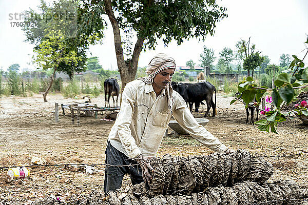 Mann trägt eine Ladung getrockneter Dungfladen auf einem Bauernhof in Indien; Dorf Nagli  Noida  Uttar Pradesh  Indien