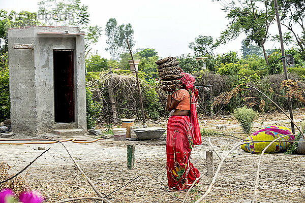 Frau trägt eine Ladung getrockneter Dungfladen auf einem Bauernhof in Indien; Dorf Nagli  Noida  Uttar Pradesh  Indien