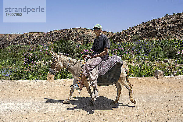 Älterer Mann reitet auf einem Esel in der Wüste von Marokko; Region Massa  Marokko