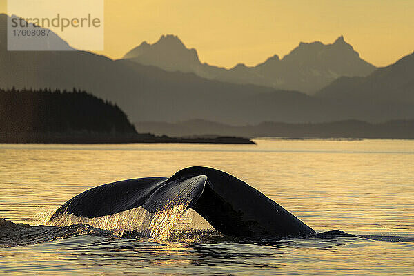 Buckelwal (Megaptera novaeangliae) taucht bei Sonnenuntergang auf  mit Wasser  das von seiner Fluke abfließt  und den Silhouetten der Chilkat Mountains im Hintergrund  Lynn Canal  Inside Passage  Alaska  USA; Alaska  Vereinigte Staaten von Amerika